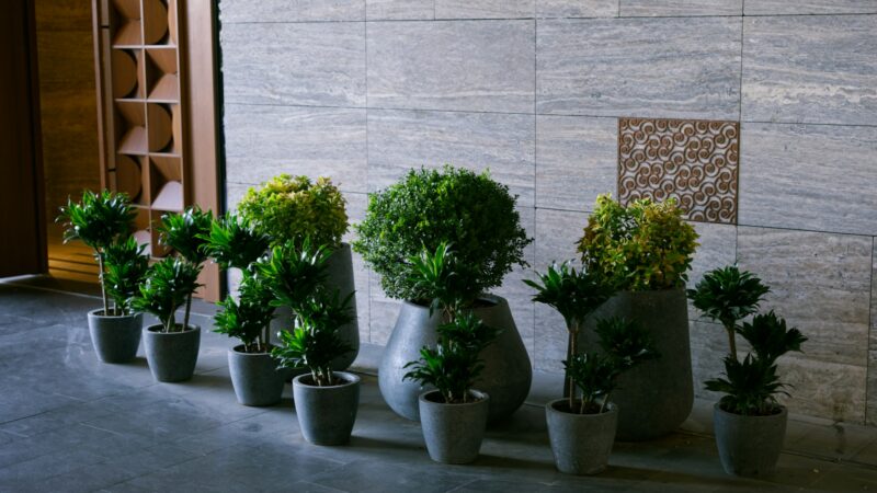 A hallway covered in stone veneer and with plants in pots