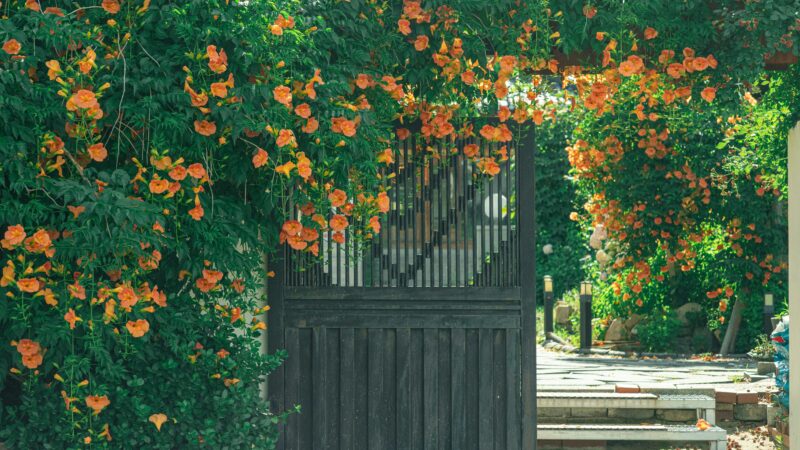 Patios and Entryway whit flower